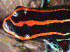 Ranitomeya ventrimaculata