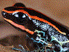 Ranitomeya ventrimaculata