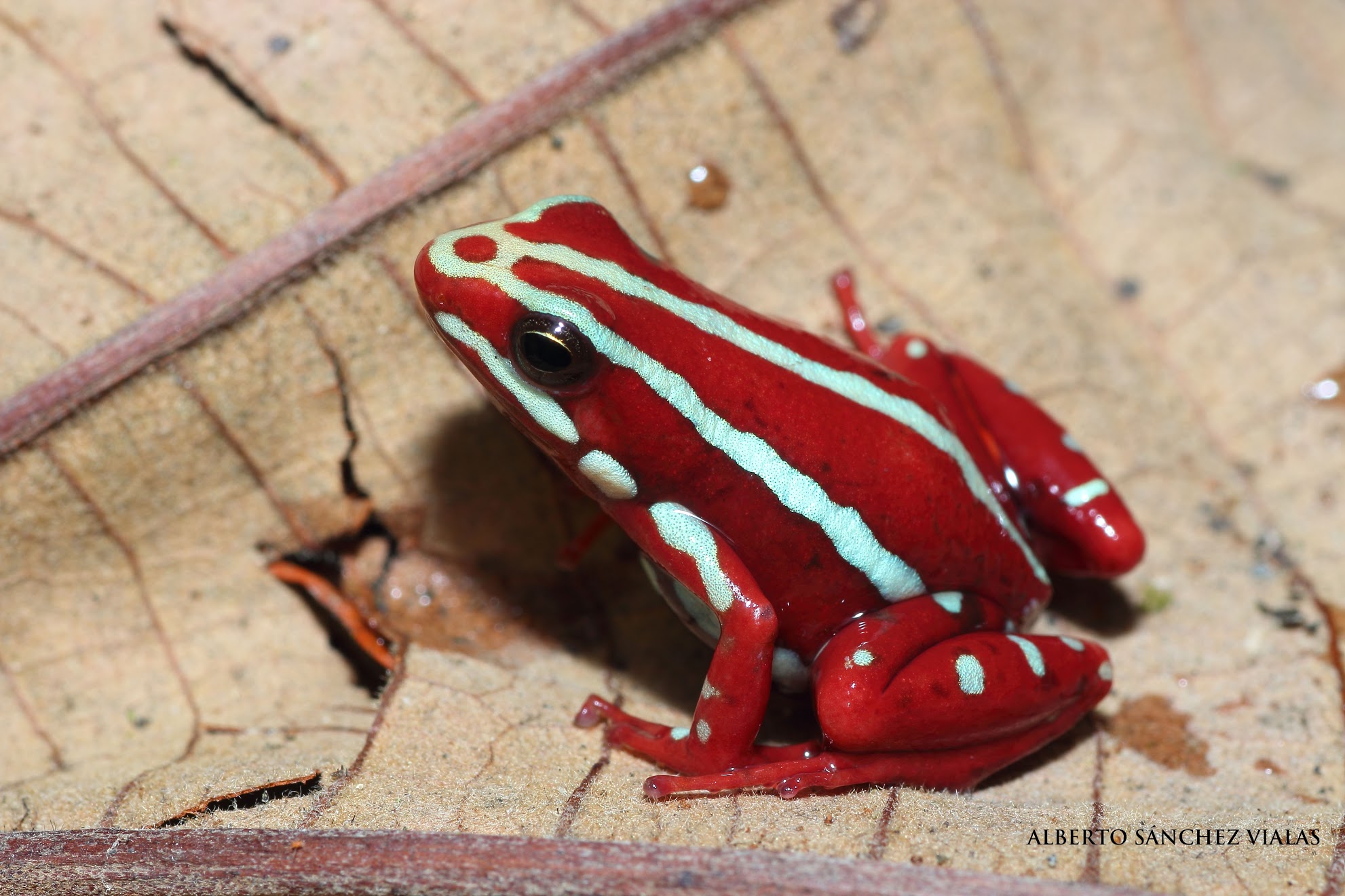 Epipedobates anthonyi | Information, photos, call, video, habitat, links