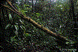 Phyllobates samperi