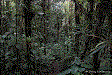 Phyllobates samperi