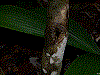 Ranitomeya flavovittata