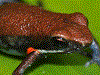Ameerega altamazonica