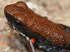 Ameerega altamazonica