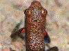 Ameerega altamazonica