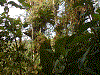 Habitat - Oophaga arborea