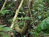 Ranitomeya variabilis