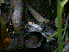 Excidobates mysteriosus