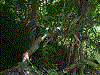 Excidobates mysteriosus