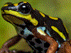 Ranitomeya flavovittata