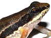 Leucostethus jota