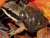 Leucostethus jota
