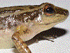 Leucostethus brachistriatus