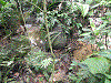 Habitat Leucostethus jota