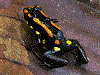 Excidobates captivus