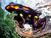 Excidobates captivus