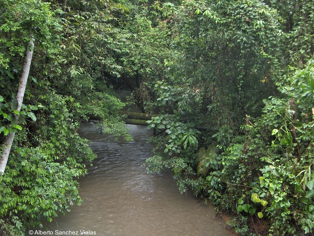 Silverstoneia flotator | Information, photos, call, habitat, links