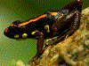 Excidobates captivus