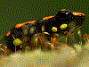 Excidobates captivus