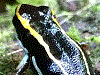 Andinobates claudiae