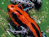 Ranitomeya ventrimaculata