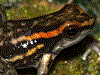 Hyloxalus nexipus