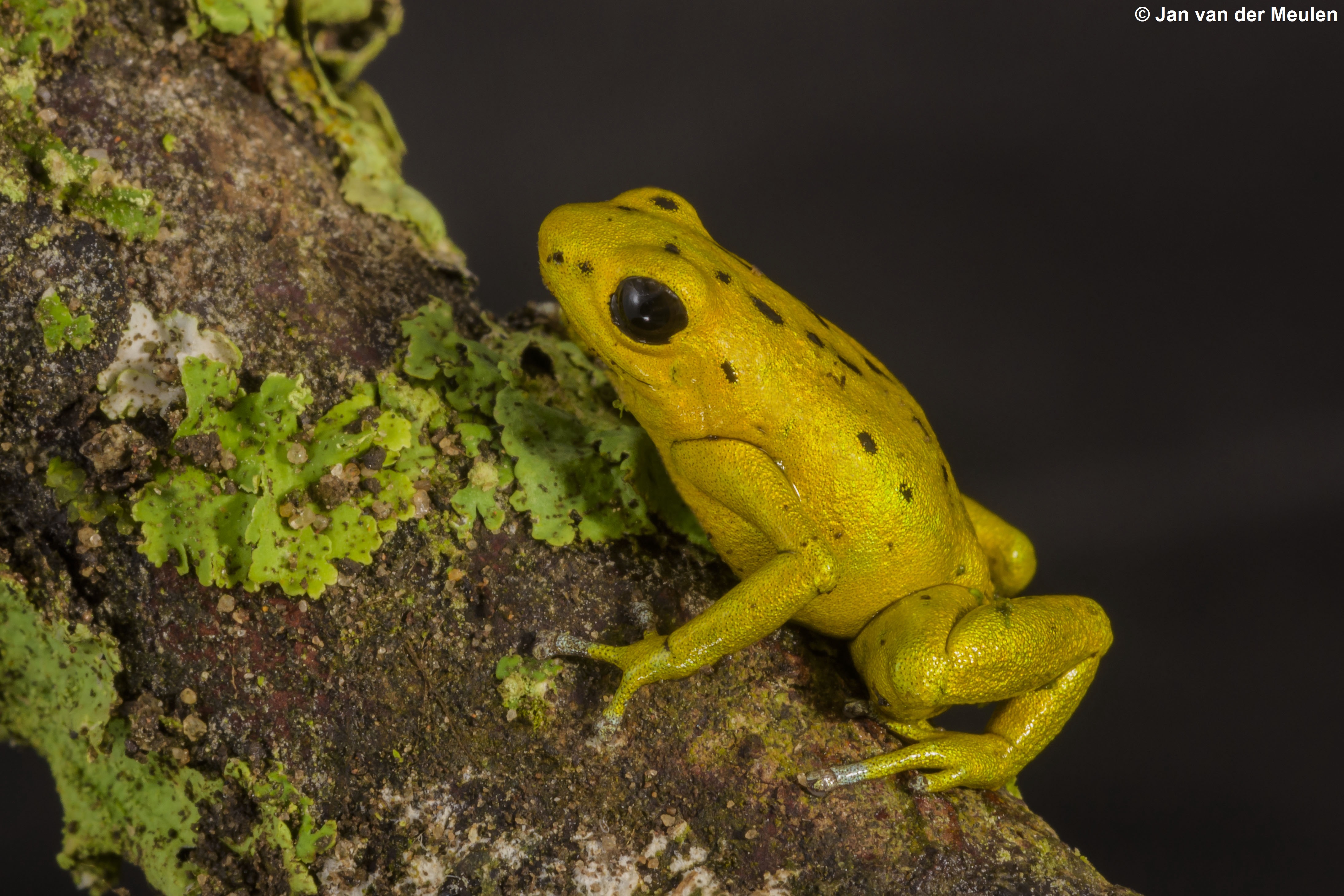 Andinobates altobueyensis Information, photos, links