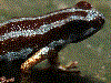 Ranitomeya aetherea