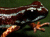 Ranitomeya aetherea