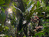 Ranitomeya aetherea