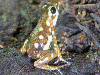 Oophaga arborea