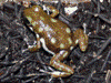 Oophaga arborea