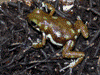 Oophaga arborea