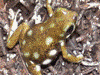Oophaga arborea
