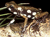 Oophaga arborea