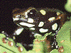 Oophaga arborea