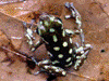 Oophaga arborea