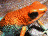 Oophaga granulifera