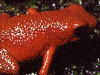 Oophaga granulifera