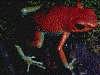 Oophaga granulifera