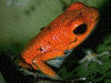 Oophaga granulifera
