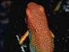 Oophaga granulifera