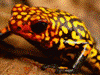 Oophaga histrionica