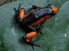 Oophaga histrionica