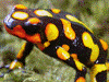 Oophaga histrionica