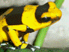 Oophaga lehmanni
