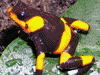 Oophaga lehmanni