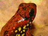 Oophaga occultator