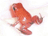 Oophaga pumilio