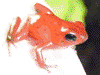 Oophaga pumilio